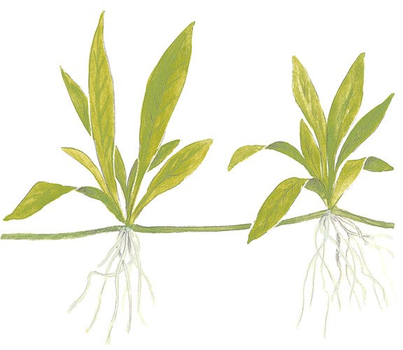 Tropica 1-2-GROW - Helanthium 'Quadricostatus' - theplantguy