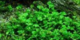 Tropica 1-2-GROW -Marsilea hirsuta - theplantguy