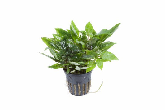 TROPICA- Hygrophila 'Compact' - theplantguy