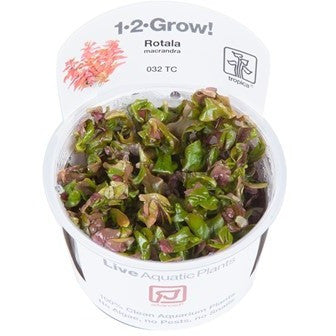 Tropica 1-2-GROW-Rotala macrandra 'japan' - theplantguy