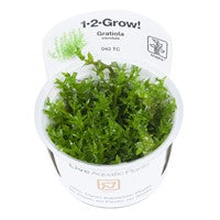 Tropica 1-2-GROW - Gratiola viscidula - theplantguy