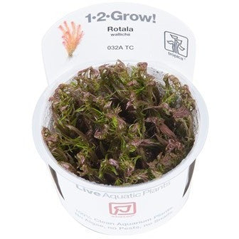 Tropica 1-2-GROW -Rotala wallichii - theplantguy