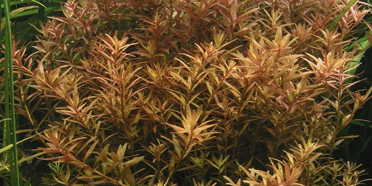 Tropica 1-2-GROW -Rotala rotundifolia - theplantguy