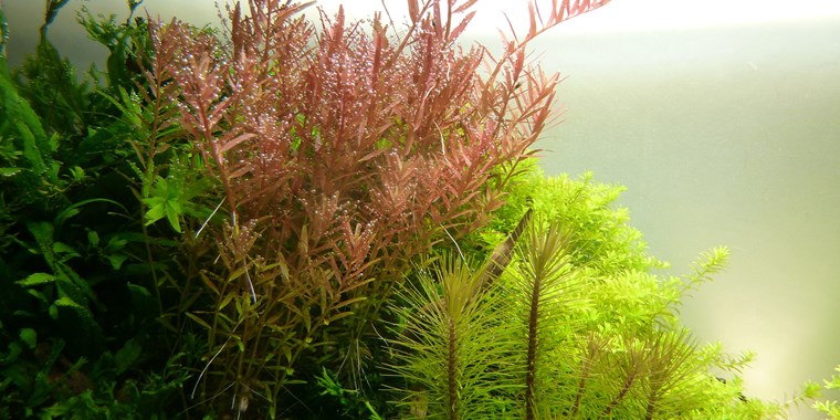 Tropica 1-2-GROW -Rotala rotundifolia - theplantguy
