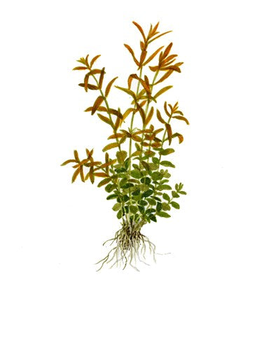 Tropica 1-2-GROW -Rotala rotundifolia - theplantguy