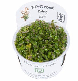 Tropica 1-2-GROW -Rotala rotundifolia - theplantguy