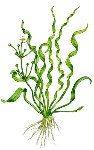 Tropica 1-2 Grow- Helanthium 'Vesuvius' - theplantguy