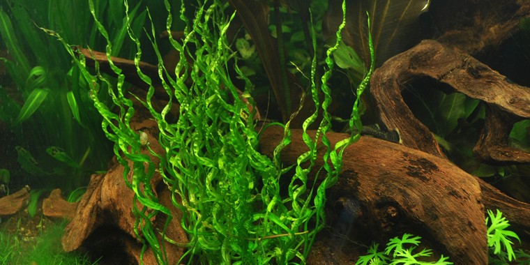 Tropica 1-2 Grow- Helanthium 'Vesuvius' - theplantguy